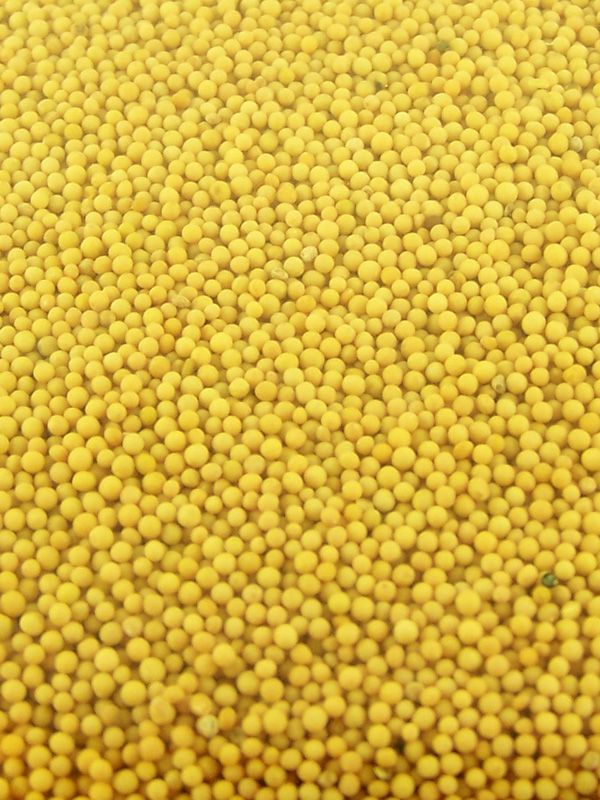 Mustard Seeds Yellow 1000g Ingredients Buy online from Love Jars